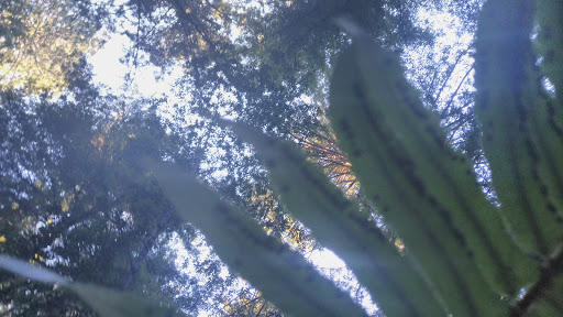 Nature Preserve «LandPaths Grove of Old Trees», reviews and photos, 17599 Fitzpatrick Ln, Occidental, CA 95465, USA