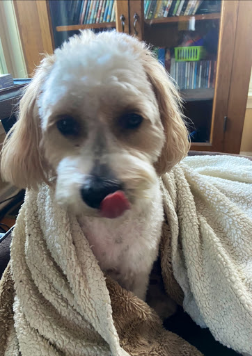 Pet Store «Village Pet Shop», reviews and photos, 701 N Black Horse Pike, Williamstown, NJ 08094, USA