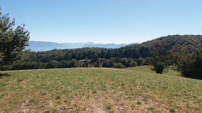 Montagne de Cessens à Entrelacs