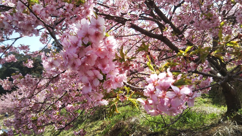 府能トンネル付近の蜂須賀桜と河津桜
