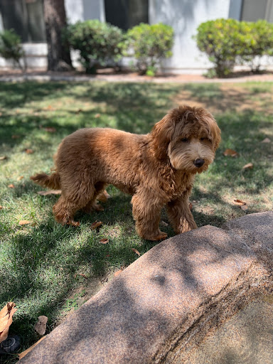 Pet Supply Store «PetSmart», reviews and photos, 1140 W Elliot Rd, Tempe, AZ 85284, USA