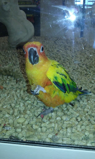 Pet Supply Store «PetSmart», reviews and photos, 3630 Peachtree Pkwy, Suwanee, GA 30024, USA