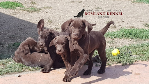 Canisa Romland Kennel , Pug , Ciobanesc German , Labrador