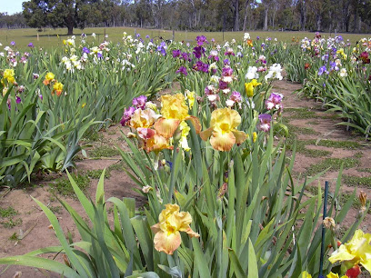 Iris and daylily farm
