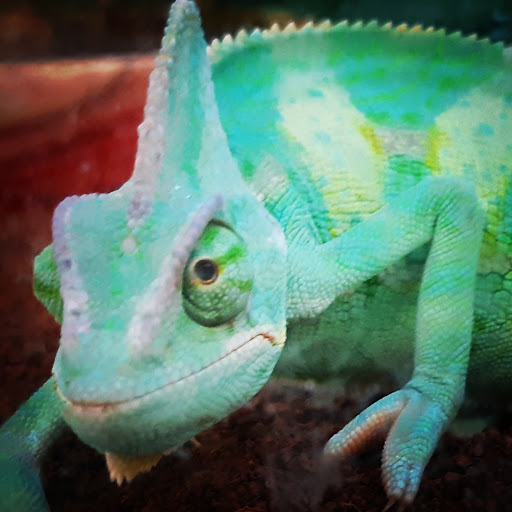 Pet Supply Store «Petco», reviews and photos, 49 W Rand Rd, Arlington Heights, IL 60004, USA