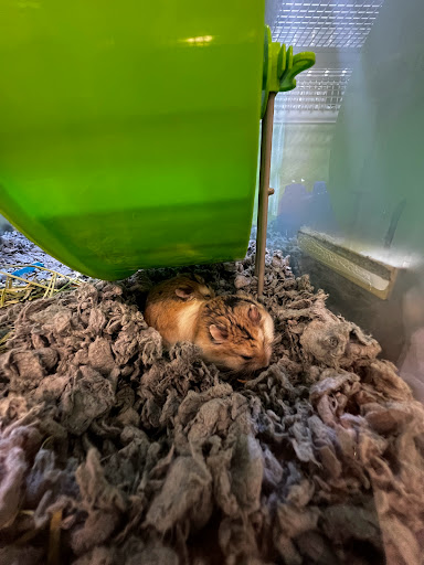 Pet Supply Store «PetSmart», reviews and photos, 67 Consumer Square, Plattsburgh, NY 12901, USA