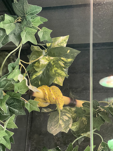 Reptile Store «Reptile Pets Direct», reviews and photos, 8088 Pat Booker Rd, Live Oak, TX 78233, USA