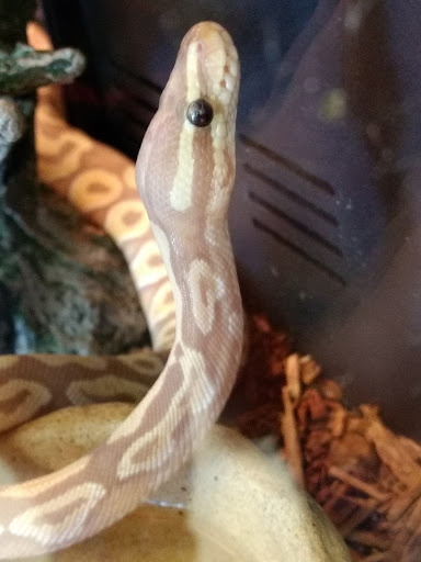 Pet Supply Store «PetSmart», reviews and photos, 1125 Hover St, Longmont, CO 80501, USA