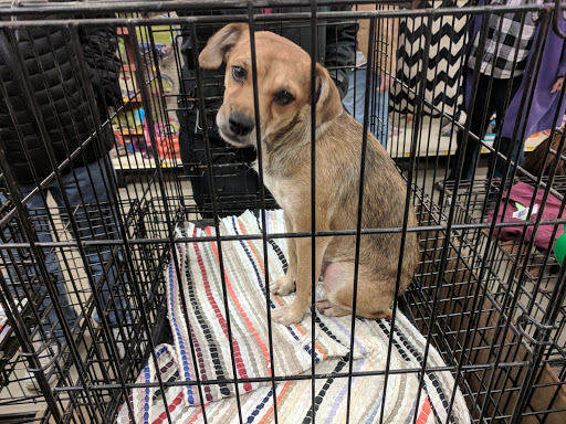 Pet Supply Store «PetSmart», reviews and photos, 1116 S Rochester Rd, Rochester Hills, MI 48307, USA