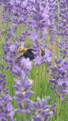 Tourist Attraction «Peaceful Acres Lavender Farm», reviews and photos, 2387 Co Rd 80, Martinsville, OH 45146, USA