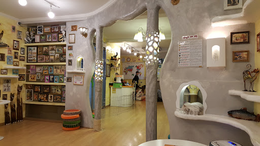 Cat Cafe