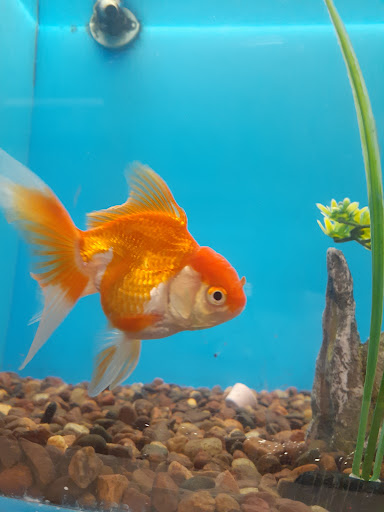 Pet Supply Store «PetSmart», reviews and photos, 20 W University Pkwy, Orem, UT 84058, USA