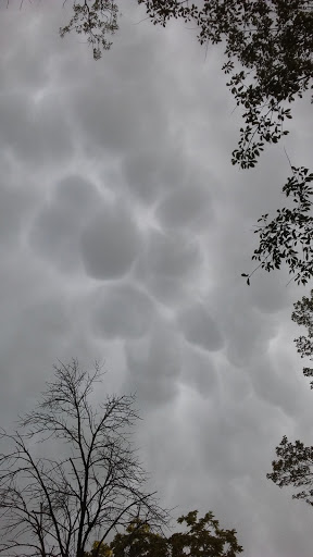 State Park «Brezina Woods», reviews and photos, N La Grange Rd, La Grange Park, IL 60526, USA