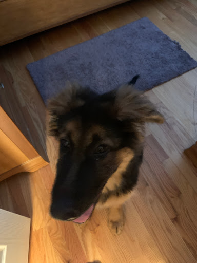 Dog Trainer «K9 Penn Dog Training Services», reviews and photos, 475 Sandy Ln, Surfside Beach, SC 29575, USA