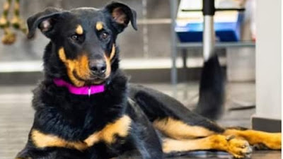 Sabrina Pet Sitter - garde d'animaux16 à Champniers
