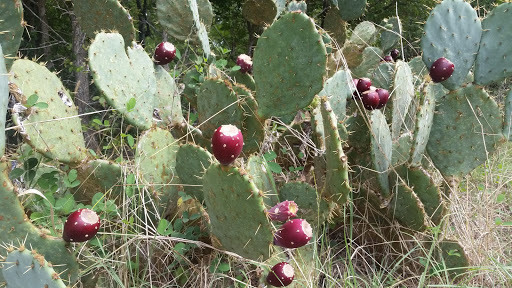 Park «Bamberger Nature Park», reviews and photos, 12401 Babcock Rd, San Antonio, TX 78249, USA