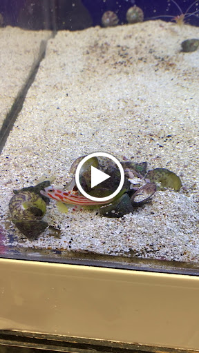 Pet Store «Colchester pet Shop LLC», reviews and photos, 111 Loomis Rd #2a, Colchester, CT 06415, USA