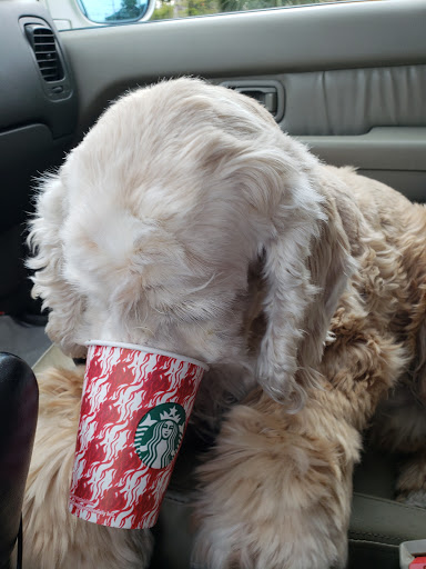 Pet Supply Store «Petco Animal Supplies», reviews and photos, 30697 US Hwy 19 N, Palm Harbor, FL 34684, USA