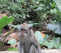 Sangeh Monkey Forest photo