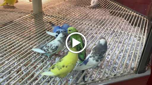 Pet Store «All Pets Club», reviews and photos, 1167 N Colony Rd, Wallingford, CT 06492, USA