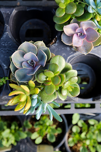 Plant Nursery «Blooming Acres», reviews and photos, 7561 State Rd, Wadsworth, OH 44281, USA