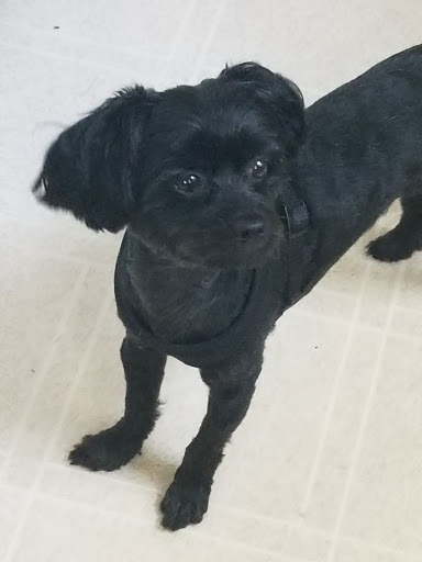 Pet Supply Store «PetSmart», reviews and photos, 1520 Pleasant Valley Rd, Manchester, CT 06042, USA