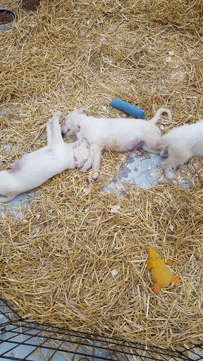 Pet Store «Teske Pet & Garden», reviews and photos, 2423 16th St, Moline, IL 61265, USA