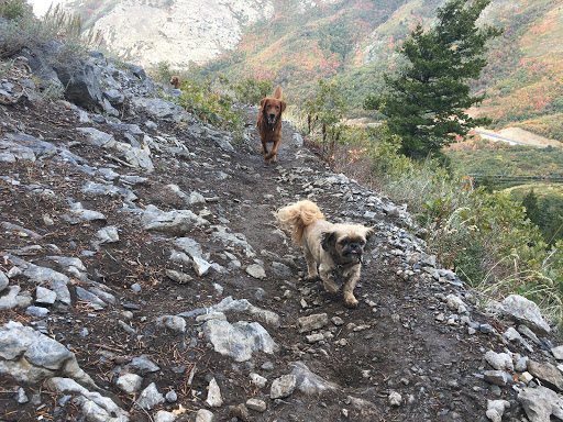 Pet Boarding Service «Idlewire Pet Care», reviews and photos, 5583 Harrison Blvd, South Ogden, UT 84403, USA