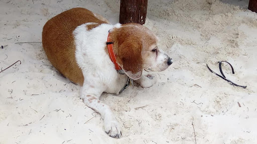 Pet Supply Store «Pet Supplies Plus», reviews and photos, 7570 Pearl Rd, Middleburg Heights, OH 44130, USA