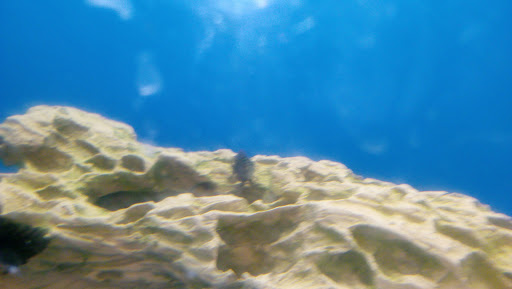 Pet Supply Store «Petco Animal Supplies», reviews and photos, 9350 US 49 a, Gulfport, MS 39503, USA