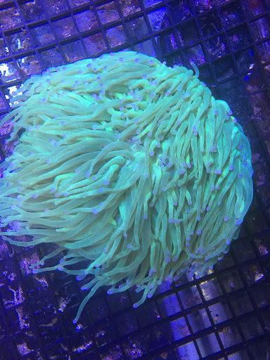 Tropical Fish Store «Reef Life Aquariums», reviews and photos, 5511 US-280 #310, Birmingham, AL 35242, USA