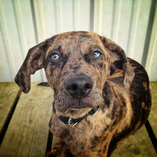 Pooch Palace & Kitty Kastle