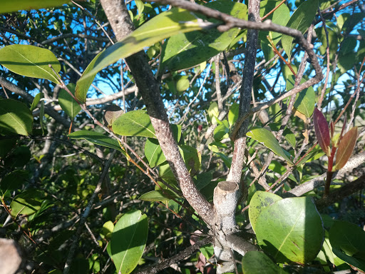 Community Center «Volunteer Park Community Center», reviews and photos, 12050 W Sunrise Blvd, Plantation, FL 33323, USA