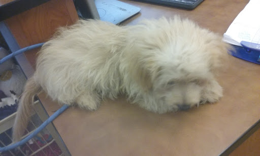 Pet Supply Store «PetSmart», reviews and photos, 1600 N Jackson St #310, Tullahoma, TN 37388, USA