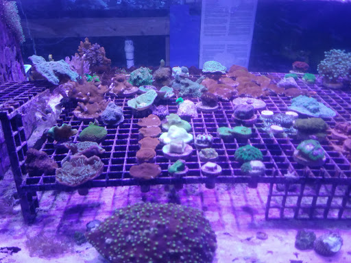 Pet Store «Aquarium & Reef Center», reviews and photos, 231 Del Prado Blvd, Cape Coral, FL 33990, USA