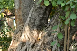 Adyar Trijunction Public Park image