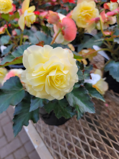 Garden Center «Gregor Farm & Greenhouse Inc», reviews and photos, 2592 Holy Name Dr, Wayzata, MN 55391, USA