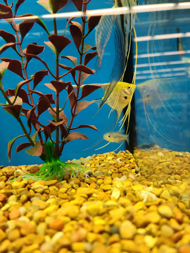 Pet Supply Store «Petco Animal Supplies», reviews and photos, 6595 N Illinois St, Fairview Heights, IL 62208, USA