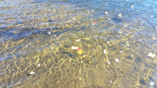 Tourist Attraction «Dinosaur Footprints», reviews and photos, US-5, Holyoke, MA 01040, USA