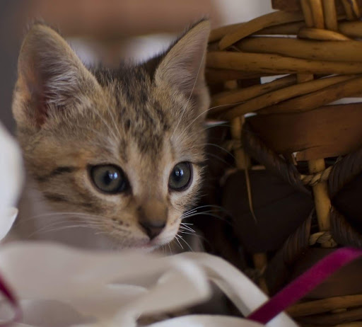 Pet Supply Store «Pet Supermarket», reviews and photos, 1746 E Silver Springs Blvd, Ocala, FL 34470, USA