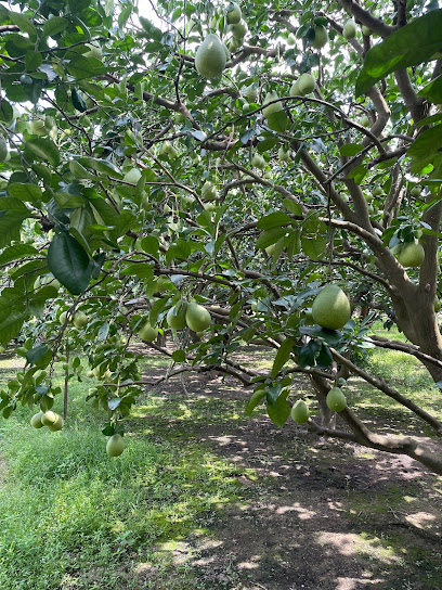 麻庄柚子园