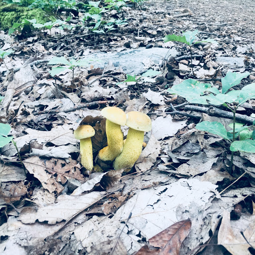 National Park «Kennesaw Mountain National Battlefield Park», reviews and photos, 900 Kennesaw Mountain Dr, Kennesaw, GA 30188, USA