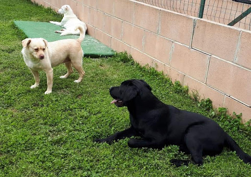 Pensioni per cani e dog hotel a Dog Happy Village Di Apuzzo Franco