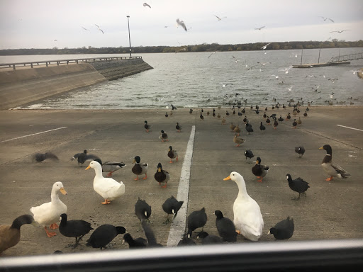 Park «Bowman Springs Park», reviews and photos, 7003 W Poly Webb Rd, Arlington, TX 76016, USA