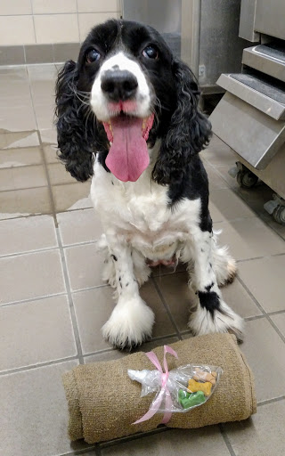 Pet Supply Store «Pet Supplies Plus», reviews and photos, 425 Water St, Chardon, OH 44024, USA