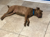 Bons Chiens Dog Training, LLC. - Photo 8 - Car repair in Lake Charles, LA, Lake Charles