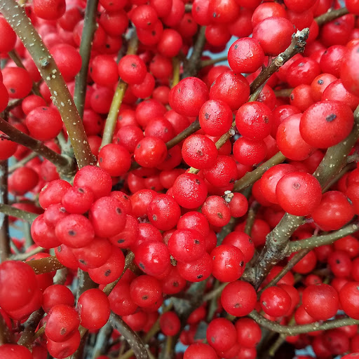 Florist «The JillTed Florist», reviews and photos, 1425 S Ft Harrison Ave, Clearwater, FL 33756, USA