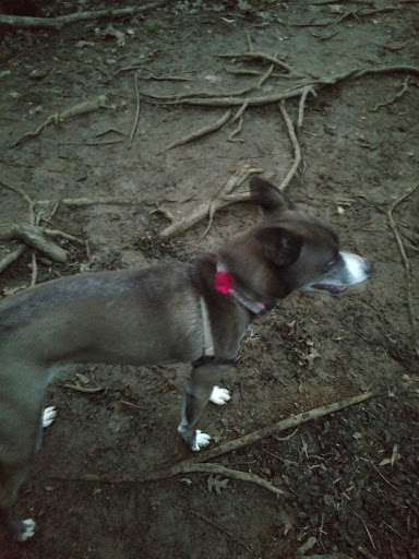 Dog Park «Murfreesboro Bark Park», reviews and photos, 1540 W College St, Murfreesboro, TN 37130, USA