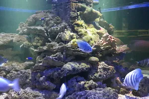 Blue Coral Aquarium KL Tower image