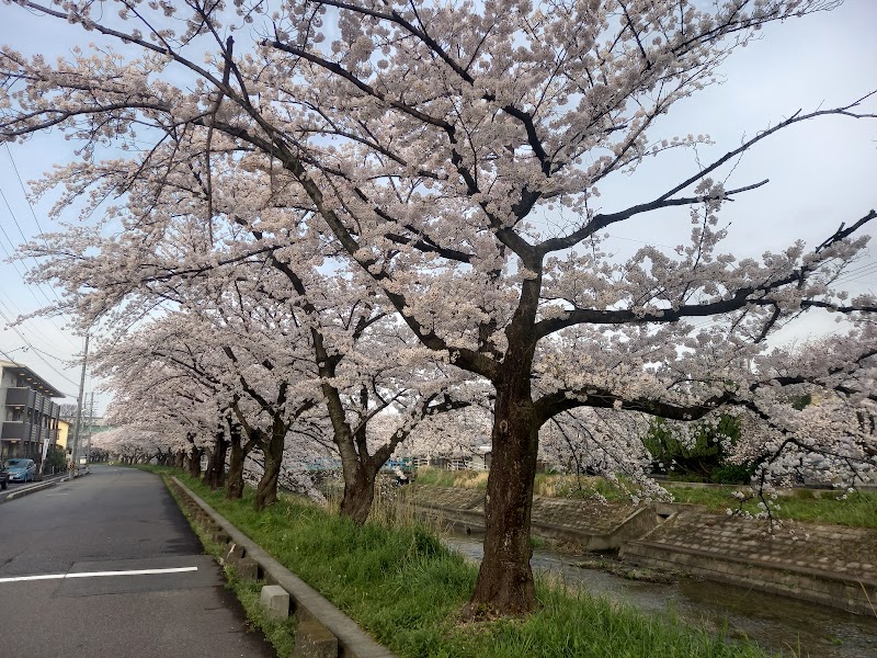 地蔵川の桜